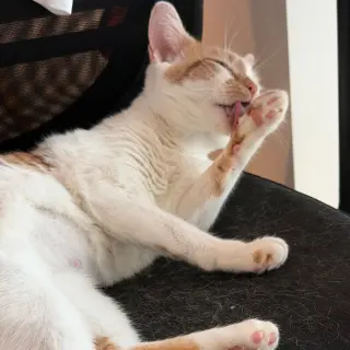 Banjo