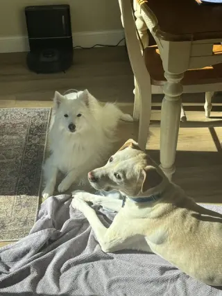 Mishka of Alpharetta, Ga