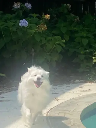 Mishka of Alpharetta, Ga