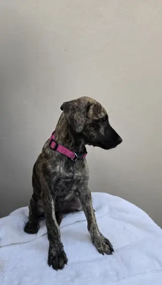 Doris