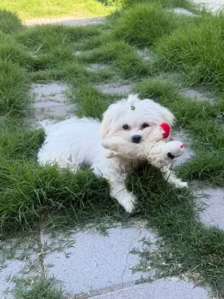 Winston