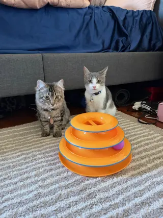 Teddy (& Romeo)