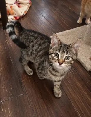 Beau