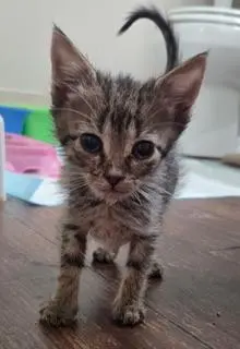 Beau