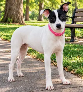 PIXIE FROM DIXIE