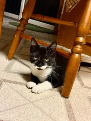 Sabrina