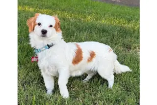 Cayenne