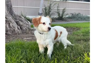 Cayenne