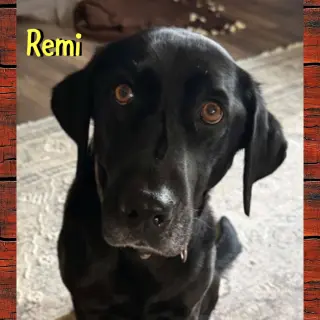 Remi