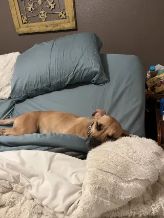 Peanut
