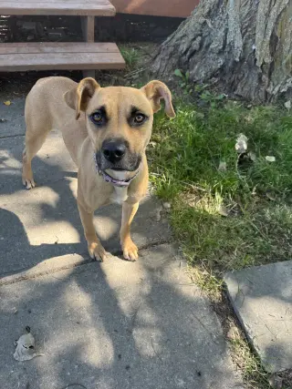 Peanut