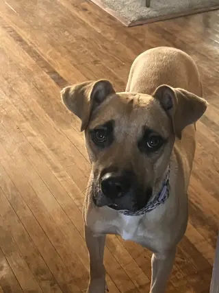 Peanut