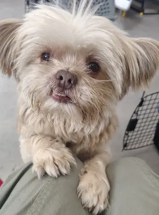 Pumpernickel
