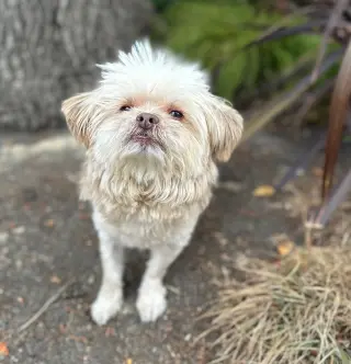 Pumpernickel
