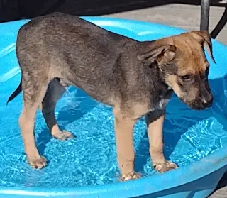 Roo