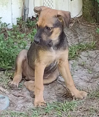 Roo