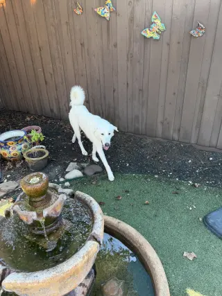 Bernie