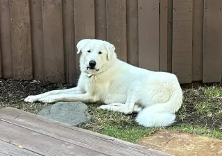 Bernie