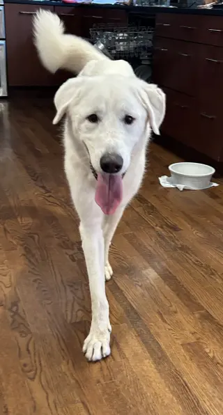 Bernie