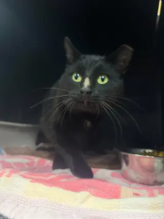 Ravenpaw