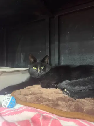 Ravenpaw