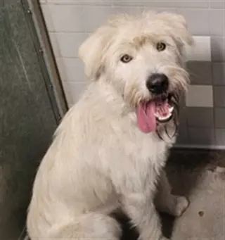 BART