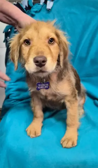 Miss Chestnut