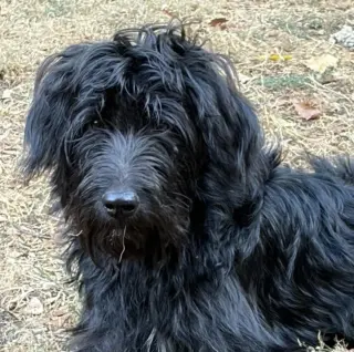Onyx