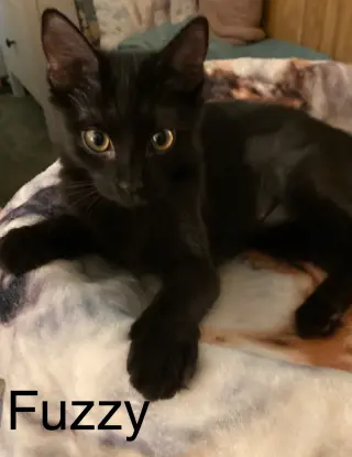 Fuzzy