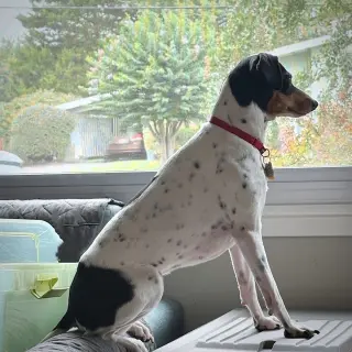 Poppy (VA)