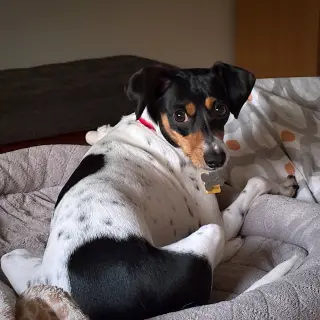 Poppy (VA)