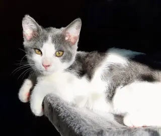 Kitten Udon