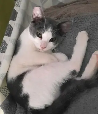 Kitten Udon