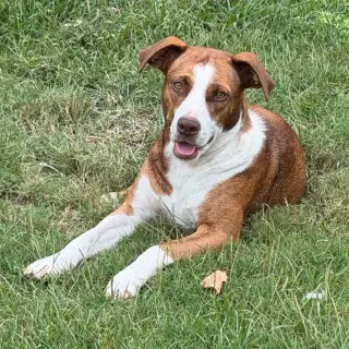Sassie