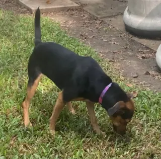 Penelope