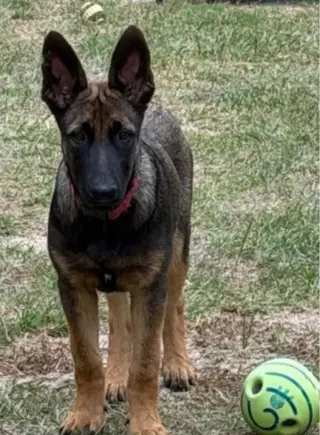 Duke