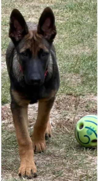 Duke