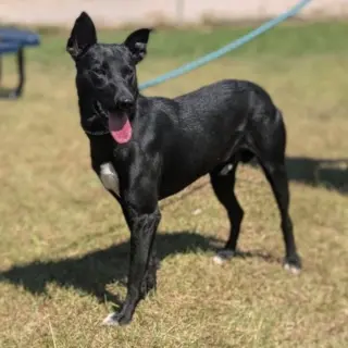 Apollo