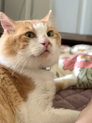 Sir Charles