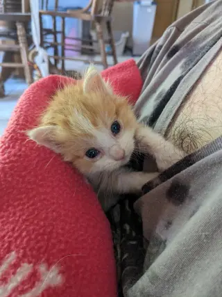 Toby