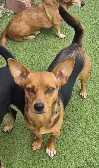 Chiquita