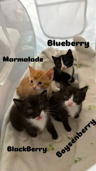 Blueberry