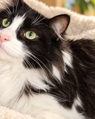 Denny