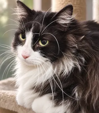 Denny
