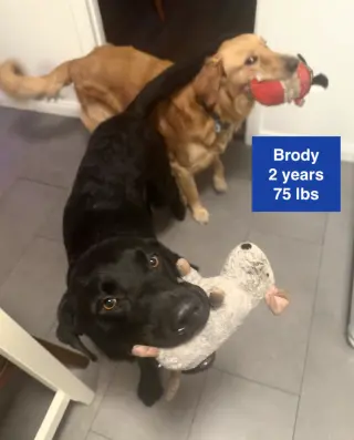 Brody