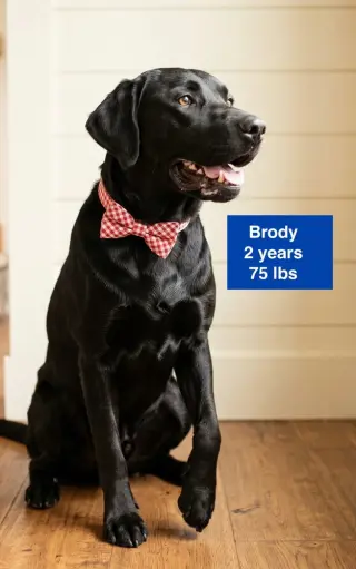 Brody
