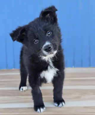 Sugar