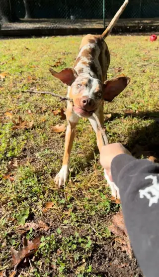 Ziggy