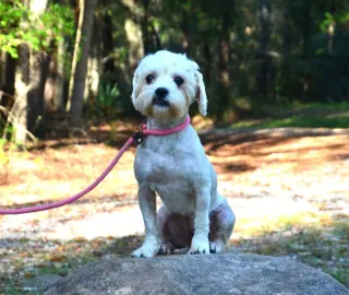 Maggie