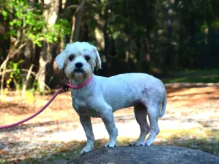 Maggie